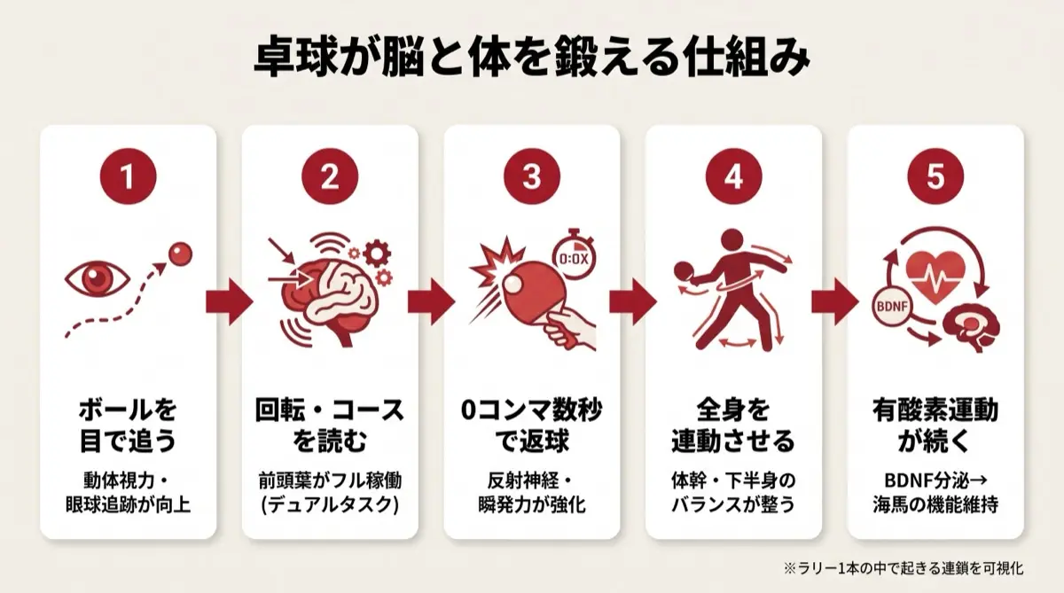 卓球が脳と体を鍛える仕組み