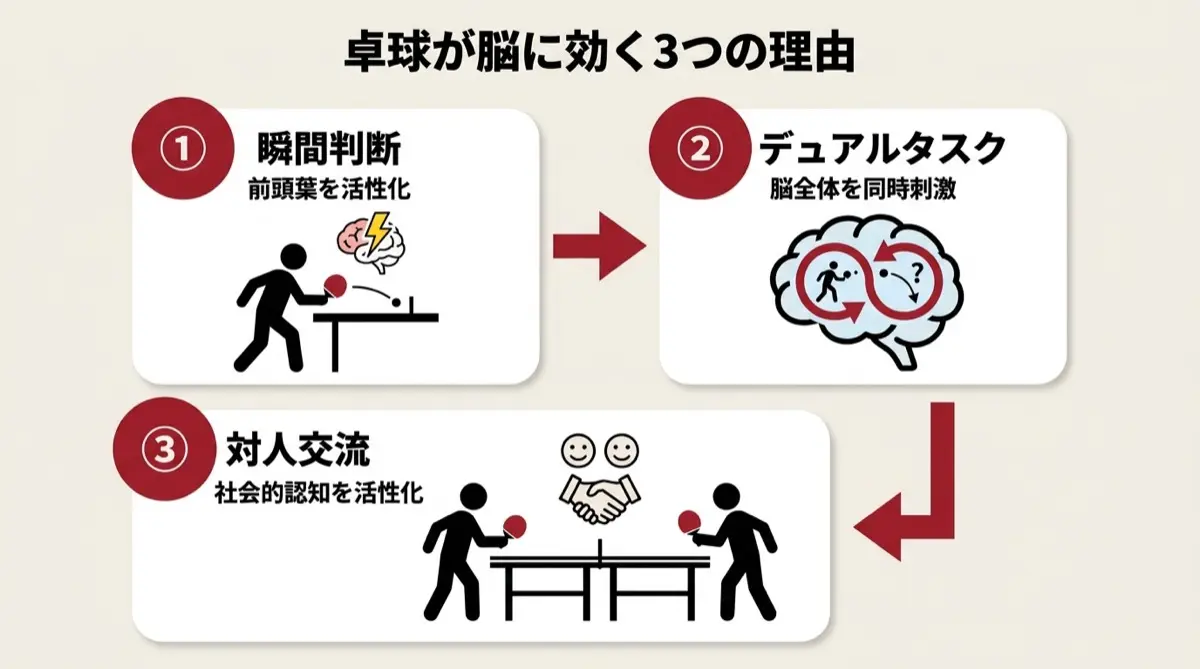 卓球が脳に効く3つの理由