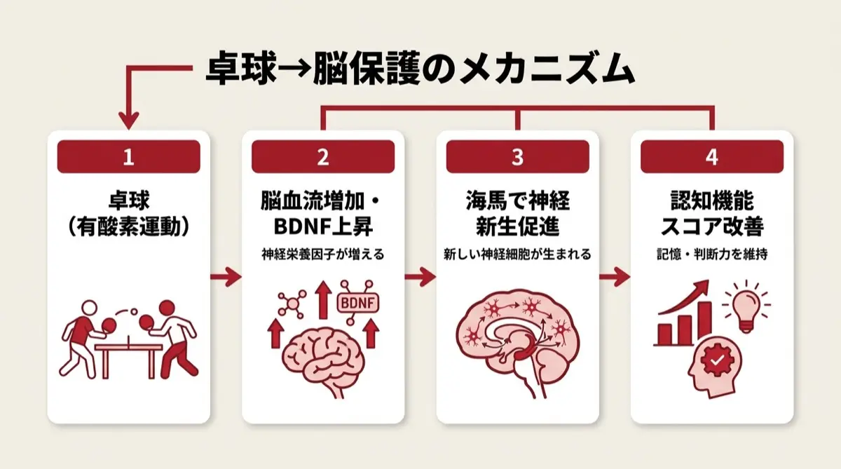 卓球→脳保護のメカニズム